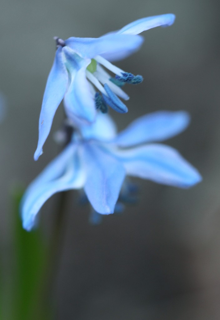 Blue Scilla by mzzhope