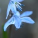 Blue Scilla by mzzhope