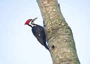 2nd Mar 2016 - Pileated Woodpecker