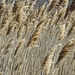Salt Water Marsh Grasses by rob257