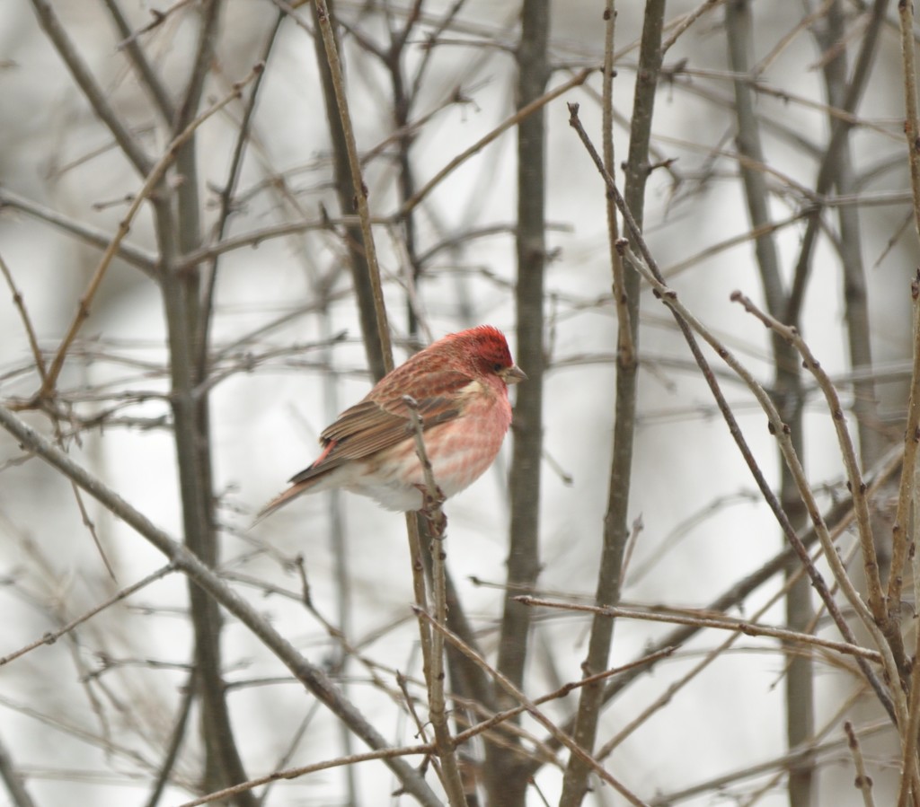 Purple Finch (I think) by frantackaberry