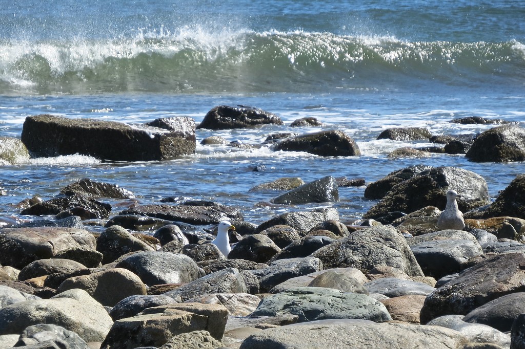 Waves, Rocks, and, Oh Yes, A Couple of Gulls by rob257