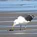 Great Black Backed Gull by rob257