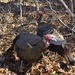 Turkeys by rob257