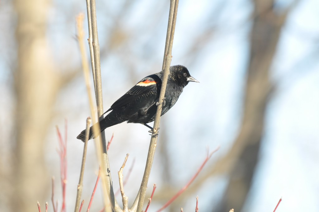 Red Winged Blackbird by frantackaberry