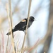 Red Winged Blackbird by frantackaberry