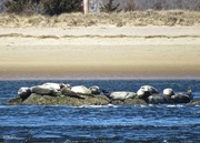 9th Mar 2016 - Harbor Seals Off Plum Island