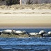 Harbor Seals Off Plum Island by rob257