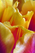 25th Mar 2016 - Up Close with the Tulips
