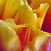 Up Close with the Tulips by milaniet