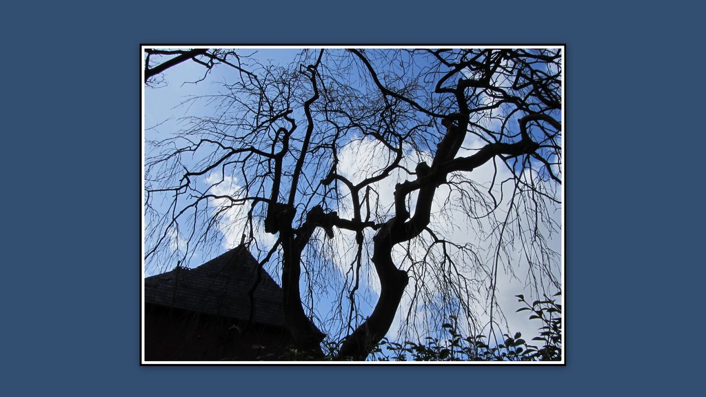 Wiggly tree branches. by grace55