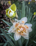 25th Mar 2016 - Designer Daffodils