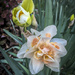 Designer Daffodils by marylandgirl58