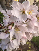 25th Mar 2016 - Cherry Blossoms