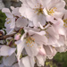 Cherry Blossoms by marylandgirl58