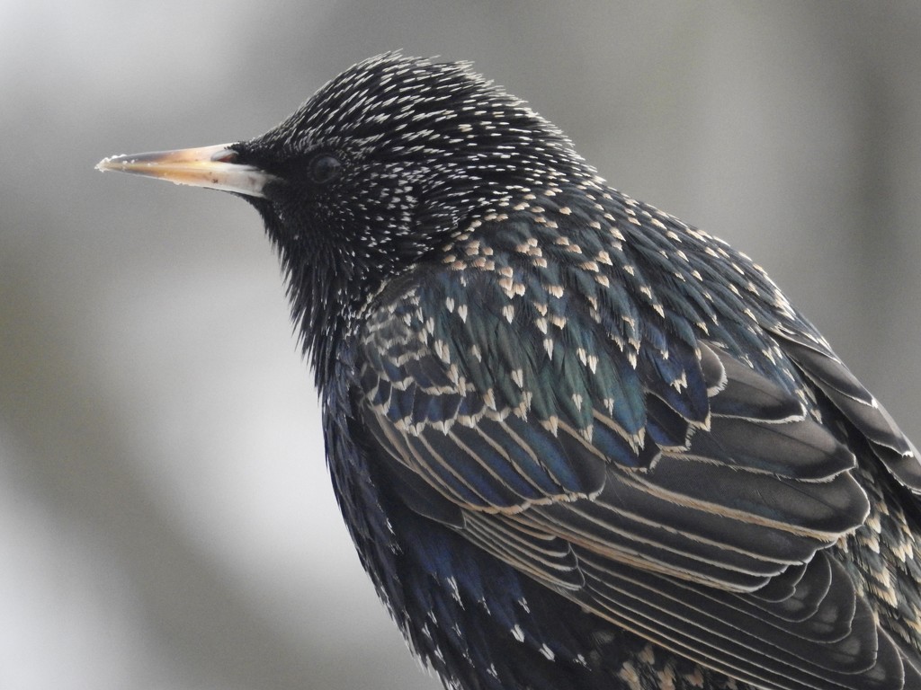 starling profile by amyk