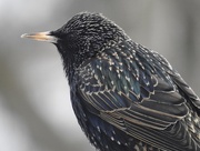 25th Mar 2016 - starling profile