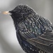 starling profile by amyk