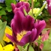 Beautiful spring tulips by homeschoolmom