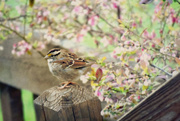 25th Mar 2016 - White-throated Sparrow