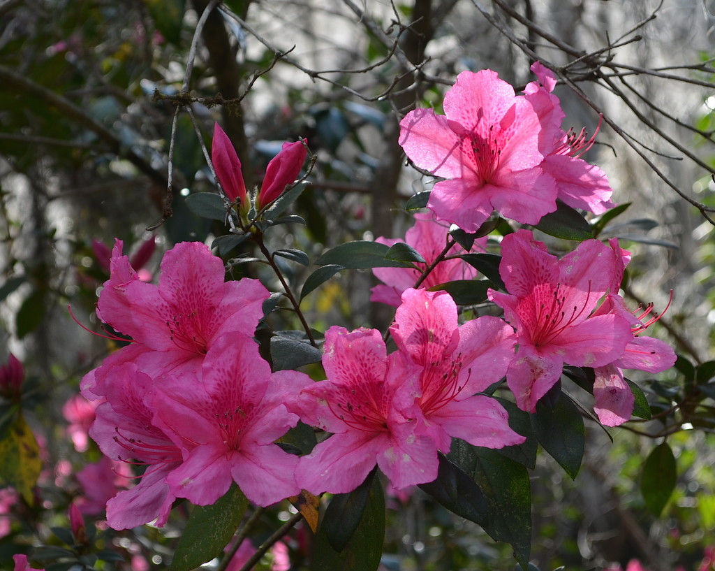 Azaleas by congaree