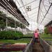 At the Greenhouse by tina_mac