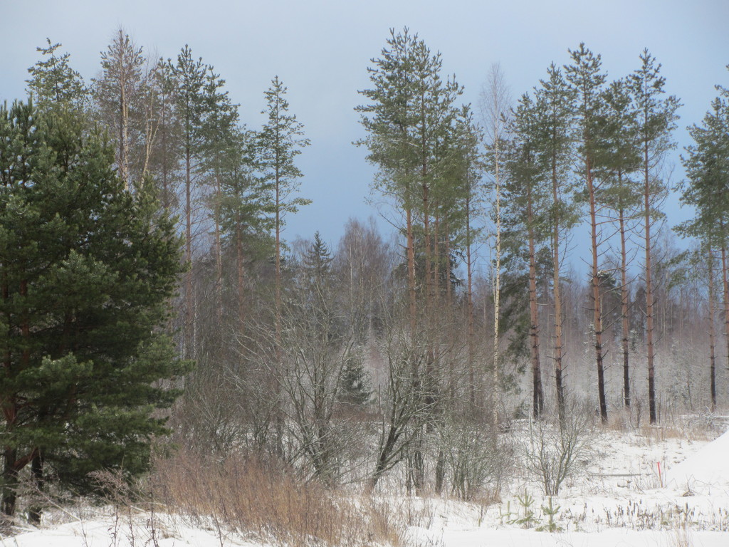 Winter in the woods by annelis