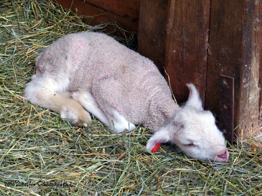 Newly Born Lamb by kathyo