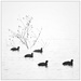Coots by aikiuser