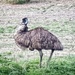 Emu by leestevo