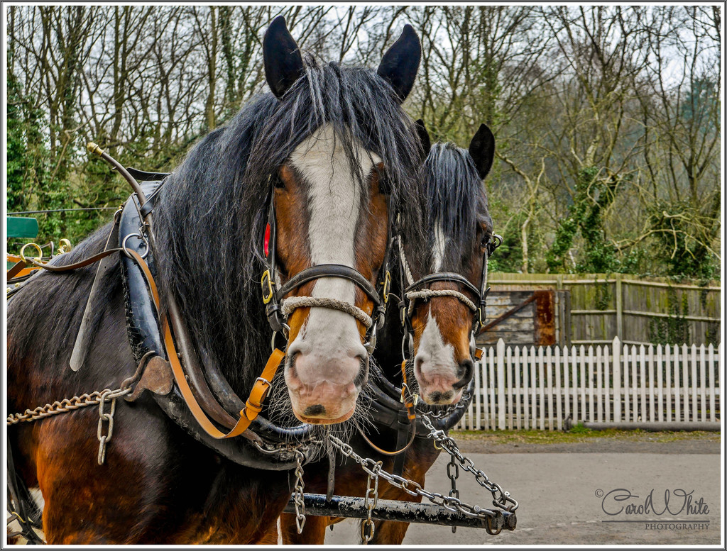 A Handsome Pair by carolmw