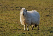 21st Mar 2016 - EVENING SHEEP