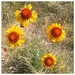 Texas Wildflowers by wilkinscd