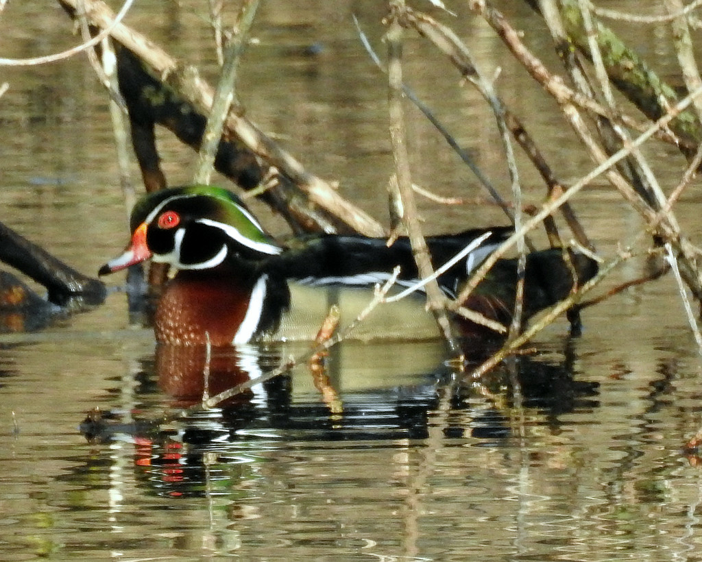 Wood Duck Heading Left by rminer