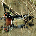 Wood Duck Heading Left by rminer