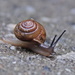 snail's pace by scottmurr