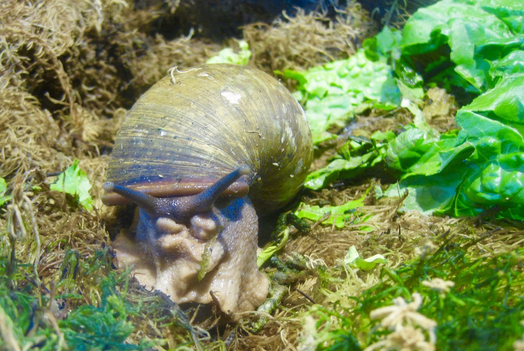 snail by scottmurr