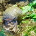 snail by scottmurr