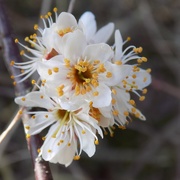 26th Mar 2016 - Blackthorn blossom