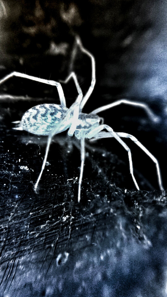 Negative spider #2 by m2016