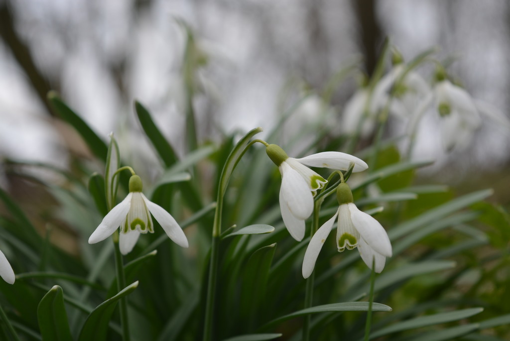 Snowdrops by fortong