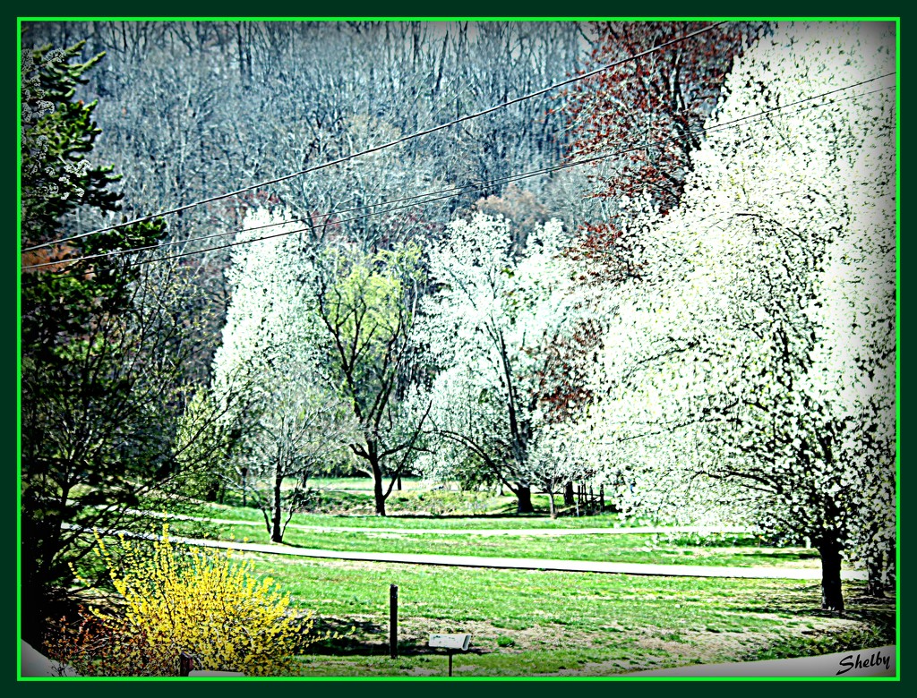 Spring in Chattanooga by vernabeth