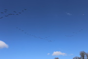 26th Mar 2016 - Warning Geese flying Overhead!