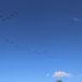 Warning Geese flying Overhead! by bizziebeeme