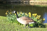 19th Mar 2011 - Springtime Goose