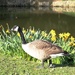 Springtime Goose by bizziebeeme