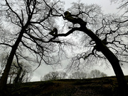 26th Mar 2016 - Oak trees twined together ....