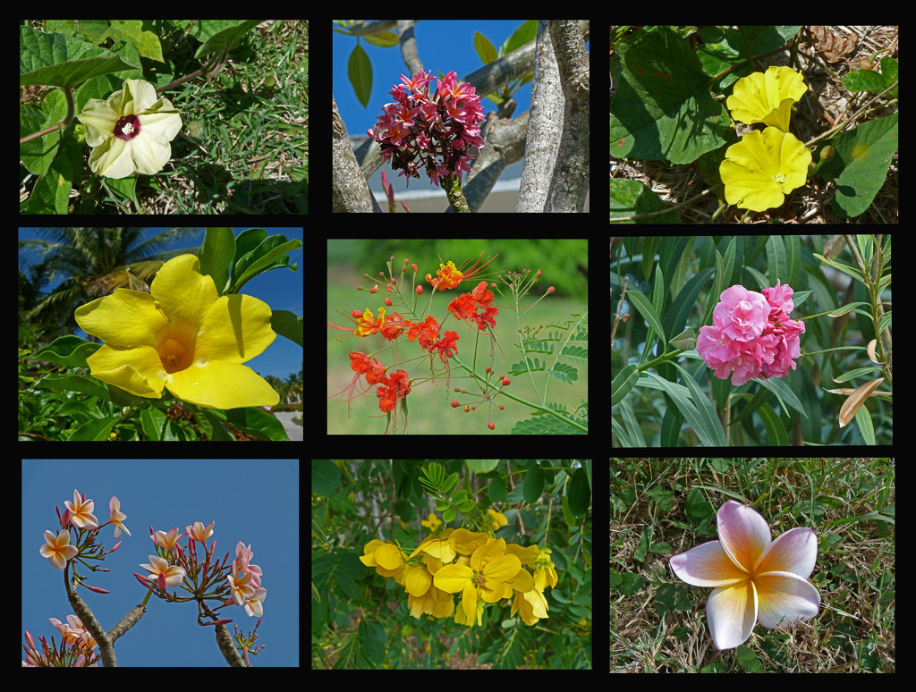 Cuban flowers by shirleybankfarm
