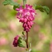 Flowering Currant by susiemc