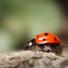 Ladybird hunting Aphids.... by shepherdmanswife